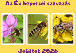 Az Év Beporzói jelöltje idén kivétel nélkül legyek