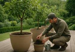 Konténeres fák a kertben: mire figyeljünk az ültetéskor?