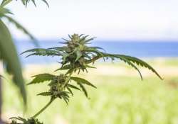 CBD és THC: mi a különbség közüttük?