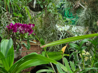 Kaktusz, kökörcsin és dzsungel: a kert, amit látnod kell!