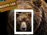 Tavaszleső medveprogramok országszerte