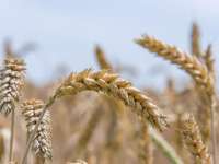 A glutén és a búzasikér rejtelmei: mit kell tudnod?