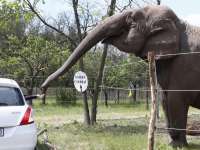 Végre nyit a Magyar Nemzeti Cirkusz Safari Parkja!