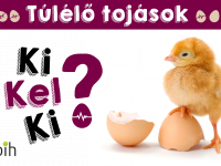 Te láttál már kiscsibéket kikelni a tojásból? Nem!? Akkor most megnézheted!