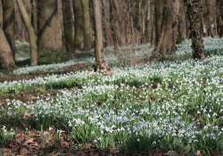 Hóvirágünnep az Alcsúti Arborétumban Hóvirágünnep az Alcsúti Arborétumban