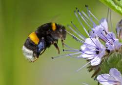 Robotméhektől a mézmúzeumig - nagy hírek az aprók világából Robotméhektől a mézmúzeumig - nagy hírek az aprók világából