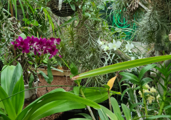 Kaktusz, kökörcsin és dzsungel: a kert, amit látnod kell! Kaktusz, kökörcsin és dzsungel: a kert, amit látnod kell!