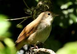 Fülemülék éjszakája Fülemülék éjszakája