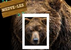 Tavaszleső medveprogramok országszerte Tavaszleső medveprogramok országszerte