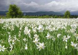 Virágzik a nárciszmező - Nárcisznap lesz Babócsán Virágzik a nárciszmező - Nárcisznap lesz Babócsán