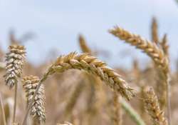 A glutén és a búzasikér rejtelmei: mit kell tudnod? A glutén és a búzasikér rejtelmei: mit kell tudnod?