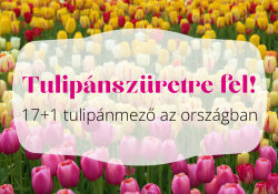 Tulipánszüretre fel! 17+1 lenyűgöző tulipánmező az országban Tulipánszüretre fel! 17+1 lenyűgöző tulipánmező az országban