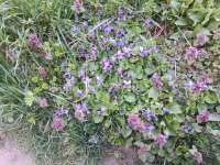 Ha nyílnak a kertben a kék ibolyák.... Ha nyílnak a kertben a kék ibolyák....